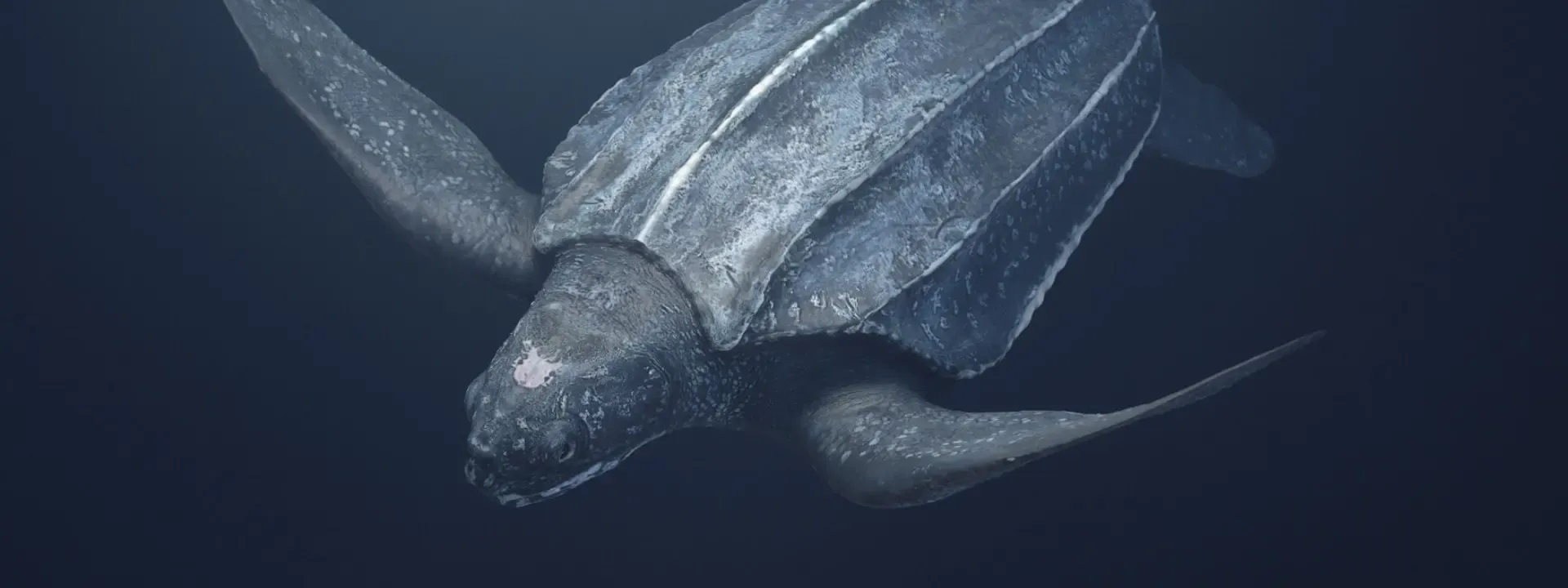 Leaderback Sea Turtle
