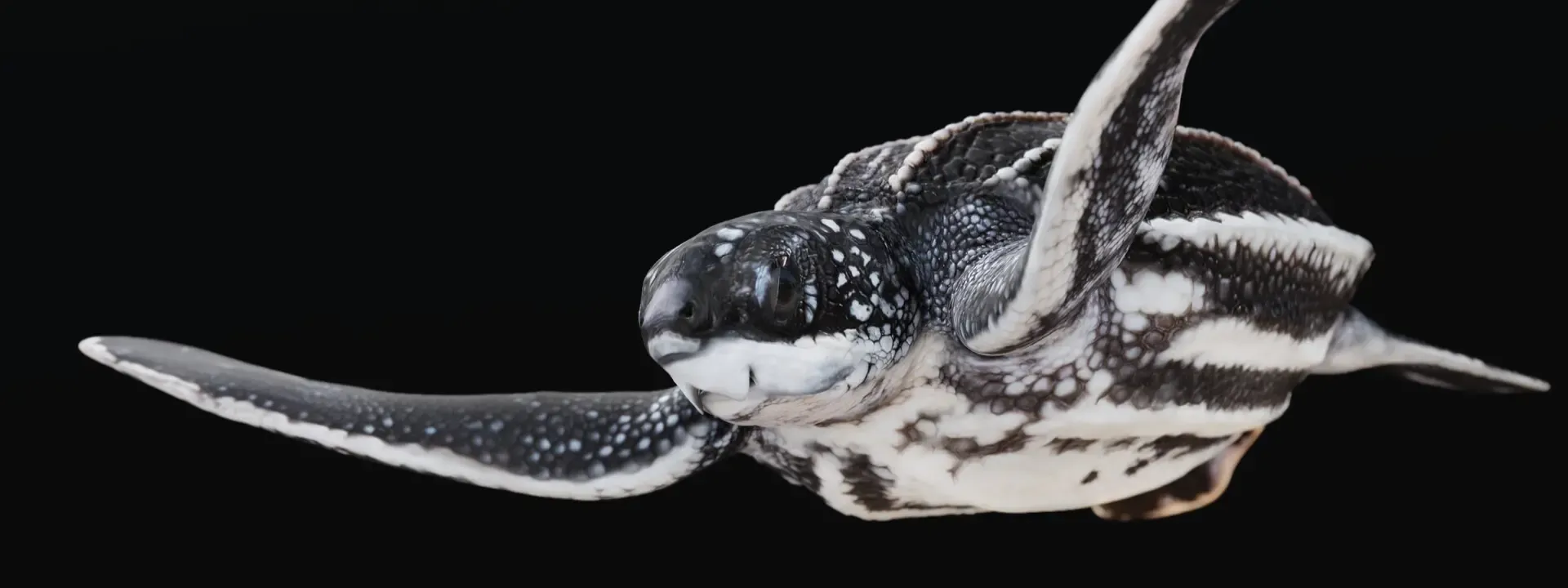 Juvenile Leatherback Sea Turtle