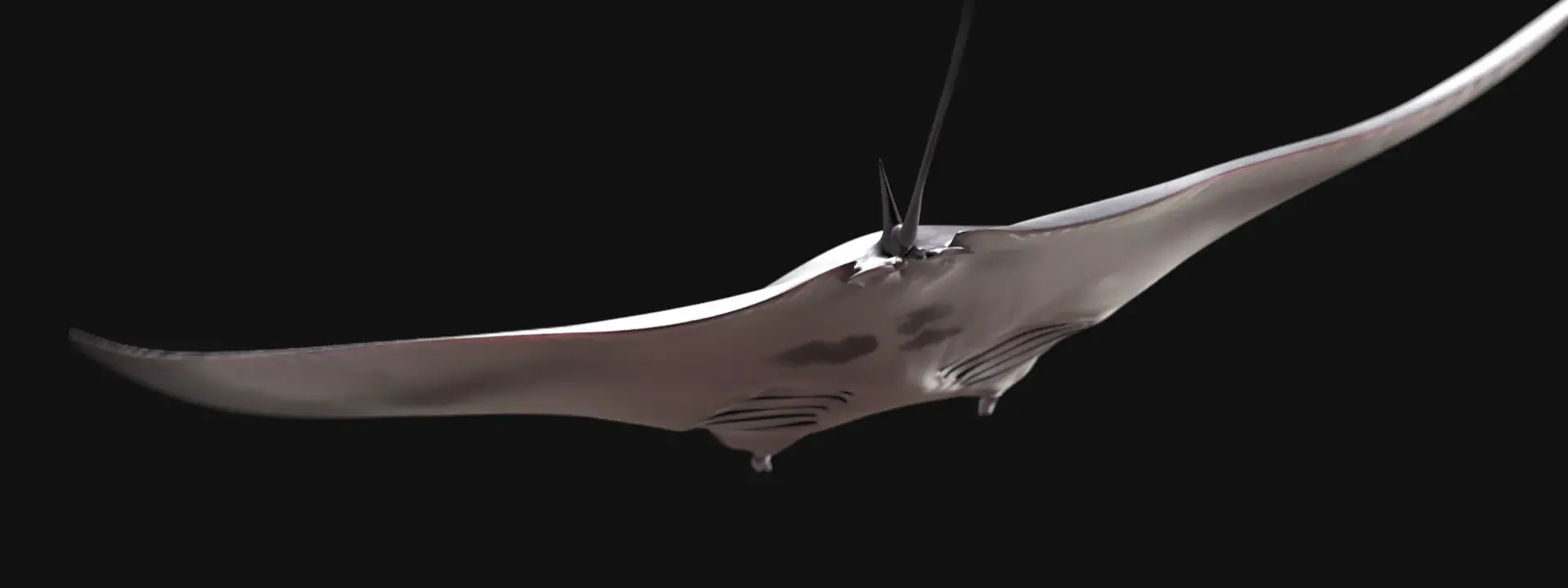 Manta Ray