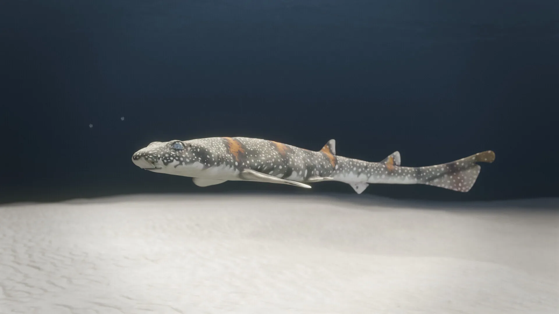 Whale Shark (Rhincodon typus)